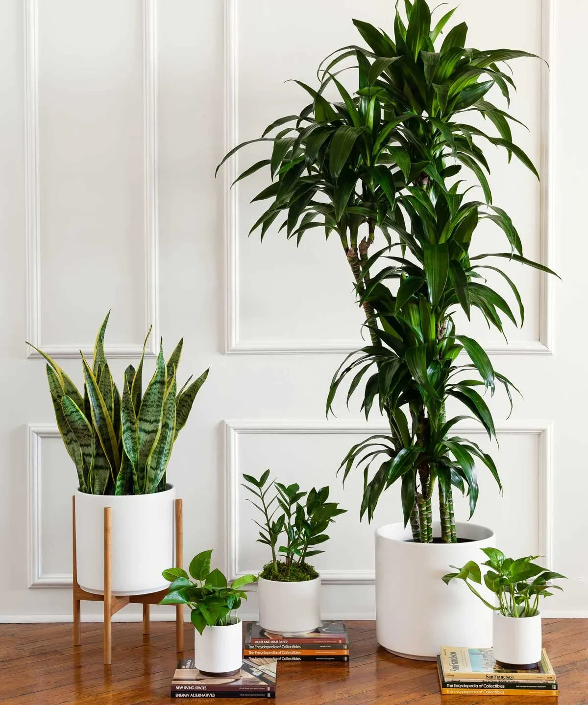 Tanaman Indoor Bantu Atasi Stres dan Polusi Udara